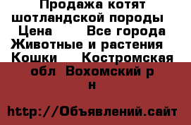 Продажа котят шотландской породы › Цена ­ - - Все города Животные и растения » Кошки   . Костромская обл.,Вохомский р-н